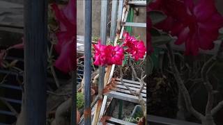 311024 My Adenium flower garden plant floweringplant [upl. by Ortensia]