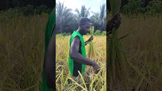 Rice panicle harvesting shorts [upl. by Ahseym]