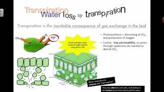 Intro to transpiration 2016 [upl. by Ttam]