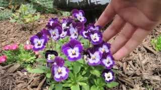 How To keep your Pansies looking Full and Flowering all season long [upl. by Onra492]