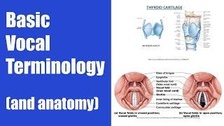 Basic Vocal Terminology Singing Terms [upl. by Body885]