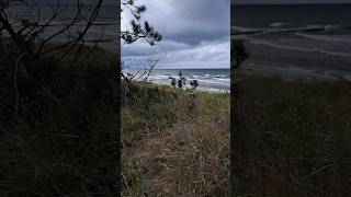 Strand  Wald  Neuendorf auf der Insel Hiddensee  13092024 beach nature travel forest art [upl. by Joannes]