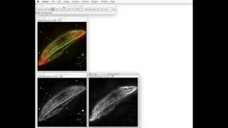 FIJI for Quantification Line analysis [upl. by Imarej530]