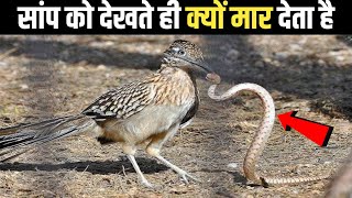 भूख लगने पर सांप को भी खा जाता है  Birds most strange behavior [upl. by Sairacaz]