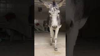 Eşek Türkan ve Kargamızın Yakınlaşması köpekoteli doghotel eşek karga donkey crow [upl. by Oap789]