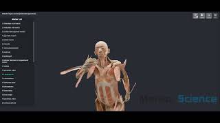 Digital Whole Body Plastination Specimen [upl. by Cain]