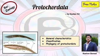 Protochordata  Urochordata amp Cephalochordata   Bsc  Free PDF notes  by Viologia EXtrema [upl. by Briggs]