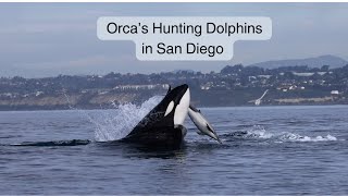 Orcas of San Diego [upl. by Merlina]