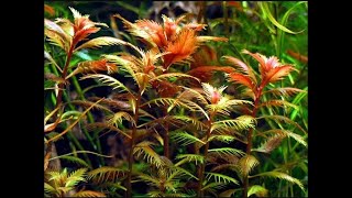 Proserpinaca Palustris Cuba  Mermaid Weed  Copper aquarium plant [upl. by Giulietta]