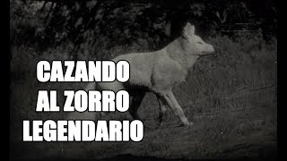 Red Dead Redemption 2  Localización cazando y despellejando un Zorro Legendario [upl. by Winou]