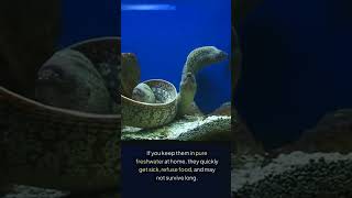 quotFreshwater Moray Eels  Are They a Scam 🤔💧🐟quot [upl. by Naek]