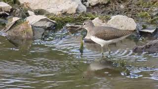 Green Sandpiper 08 01 24 R Mhrn Lake 1 [upl. by Inman]