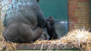 Footage of our 130th Gorilla Birth [upl. by Ettari]