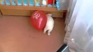 Rabbit pops balloon scares itself to death [upl. by Niltiac]