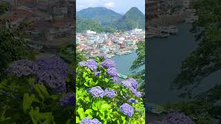 静岡県下田公園のあじさい The hydrangea garden at Shimoda Park japan 花 flower shorts [upl. by Knowle]