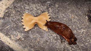 Slug vs Pasta Farfelle Time Lapse [upl. by Solracsiul]