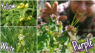 Dead Nettles  Wild Food Health Benefits amp Mythology🌷 Lamium [upl. by Nolahc]