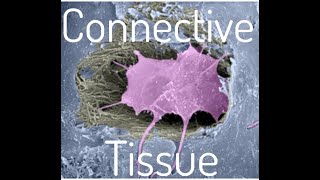 Connective Tissue [upl. by Rosemary42]