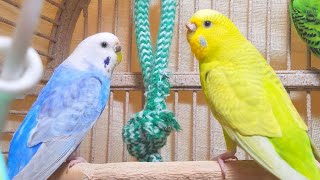 3 Hr Happy Parakeets Chirping Playing Eating Cute Budgies Chirping Reduce Stress of lonely Birds [upl. by Courtney385]