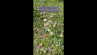 Revealed Fleabane  What is it Wednesday March 27 [upl. by Enomaj]