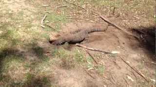 australian lizard swallows a rabbit on golf course [upl. by Morville]