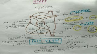 Heart External Features  4 Posterior View  TCML [upl. by Gazo671]