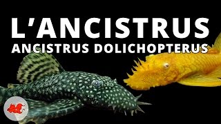 Ancistrus dolichopterus ✔ [upl. by Jerome]