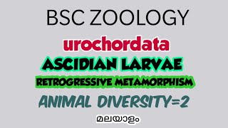 BSC ZOOLOGYASCIDIAN LARVAERETROGRESSIVE METAMORPHOSIS urochordataanimal diversity2മലയാളം [upl. by Burke]