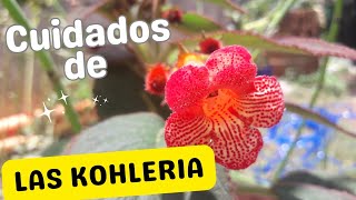 planta KOHLERIA planta de racimo llamativos [upl. by Akenihs]