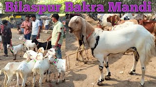 05 10 Bilaspur Bakra Mandi 2024 new update  Bilaspur goat market in india  Bilaspur Bakra bazar up [upl. by Anitnemelc406]