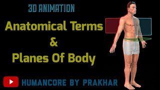 Anatomical Position And Directional Terms In Hindi  Anatomical Planes  Anatomy  3D [upl. by Acinorehs7]