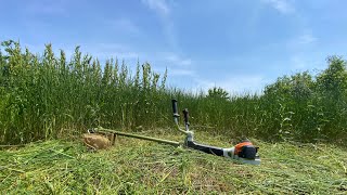 Cutting down really big grass with Stihl Fs 561C and Husqvarna 545RX with my father [upl. by Xela]