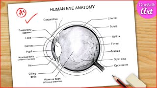 Eye Diagram Easy to Draw  Labelled Diagram of Human Eye Anatomy  Step by step for beginners [upl. by Adnalram]