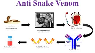 What is Anti Snake Venom Serum  Anti Snake Venom  Snake Bite Treatment  ASVS [upl. by Eelsew977]