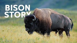 The Great Bisons Of North America [upl. by Etom]