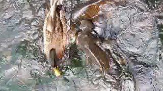 Wild Ducks vs Carps Fighting For Bread [upl. by Juta]