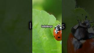 The Fascinating Life of Ladybirdsytshorts [upl. by Gorman]