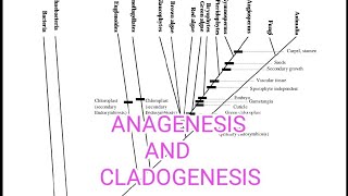 ANAGENESIS AND CLADOGENESIS  SPECIATION  EVOLUTION [upl. by Yderf866]