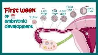 Embryology  Fertilization Cleavage Blastulation  First week of embryonic development  Zygote [upl. by Yllas]