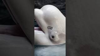 5 Amazing Facts About Beluga Whales [upl. by Farr717]