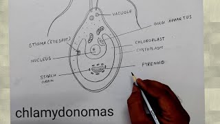 how to draw chlamydomonas I chlamydomonas diagram class 8 [upl. by Annahsal]