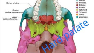 Embryology model for Hard palate formation [upl. by Luiza]