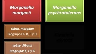 Dominio Bacteria Phylum Proteobacteria 28  Gammaproteobacteria  Enterobacteriaceae  Morganella [upl. by Rasec]