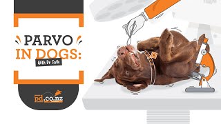 Parvovirus in Dogs and Puppies Symptoms Treatment and Prevention [upl. by Hyo806]