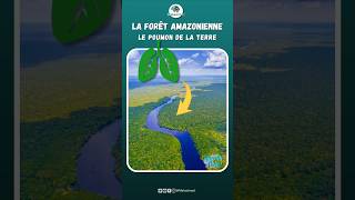 La forêt amazonienne  Le poumon de la terre [upl. by Rednaeel]