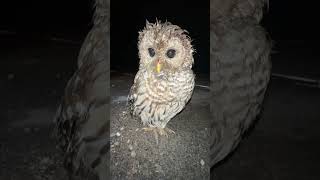 We Found an Injured Owl [upl. by Gurney]