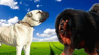 Kangal vs Tibetan Mastiff  Highlights [upl. by Mastic779]