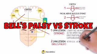 Cranial Nerves and Bells Palsy  Real Anatomy [upl. by Stilwell]