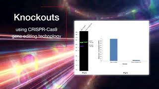 Unlock the Potential of Proteomics Research with Thermo Fisher Scientifics Validated Antibodies [upl. by Vassell538]