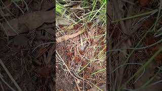 Exploring Chiles hillside Opiliones harmless arthropods in their natural habitat [upl. by Naloj]